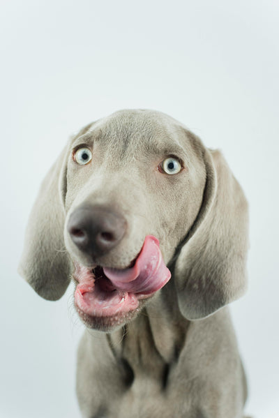 The Hidden Danger at Mealtime: Protecting Your Dog from Bloat