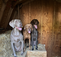 Beginner's Guide to Barn Hunt