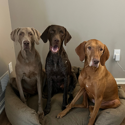 The Best Chew Proof Dog Bed for Heavy Chewers