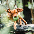 5 Enrichment Games for Dogs Who Are Obsessed With Fetch