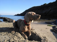 Beat the Heat: 12 Ways to Exercise & Enrich Your Dog in the Summer