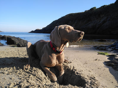 Beat the Heat: 12 Ways to Exercise & Enrich Your Dog in the Summer