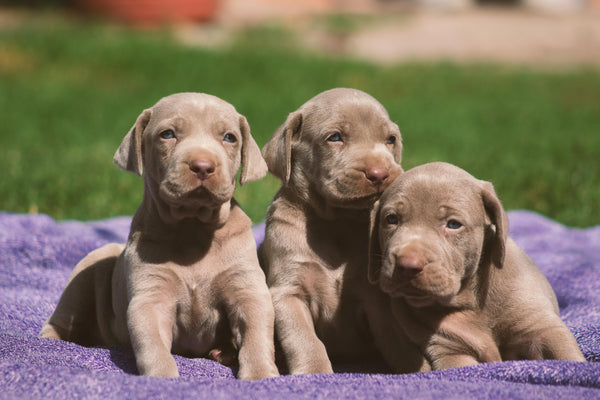 3 Things I'd Do If I Were Bringing Home a Bird Dog Puppy (Even If I Didn't Plan to Hunt)