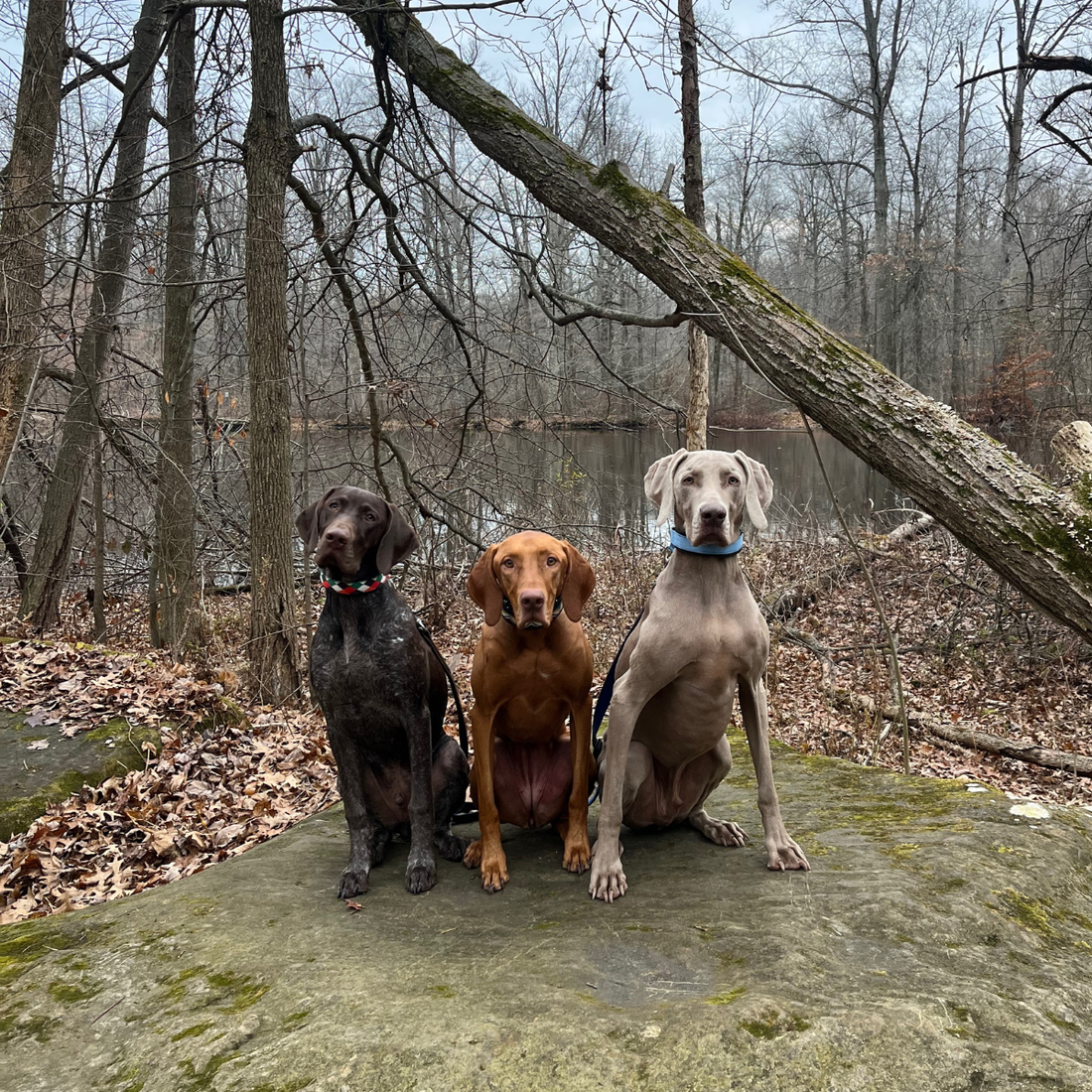 image of 3 hunting dogs sitting in the woods