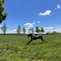 Why UC-II Collagen is a Game-Changer for Dog Joint Health