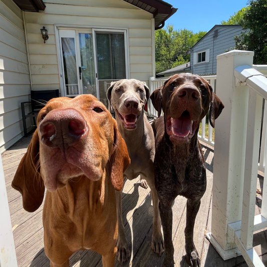 Urban Living With a Bird Dog: How to Raise a Fulfilled Bird Dog Without Acres of Land