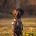 Life With Bird Dogs: Things to Know Before Getting a German Shorthair Pointer