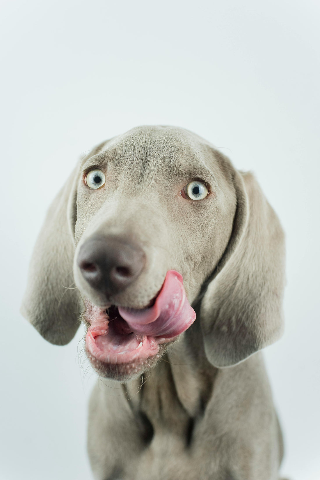 The Hidden Danger at Mealtime: Protecting Your Dog from Bloat