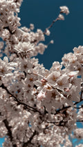 Cherry Blossom Walks: A Fun Spring Adventure With Your Dog