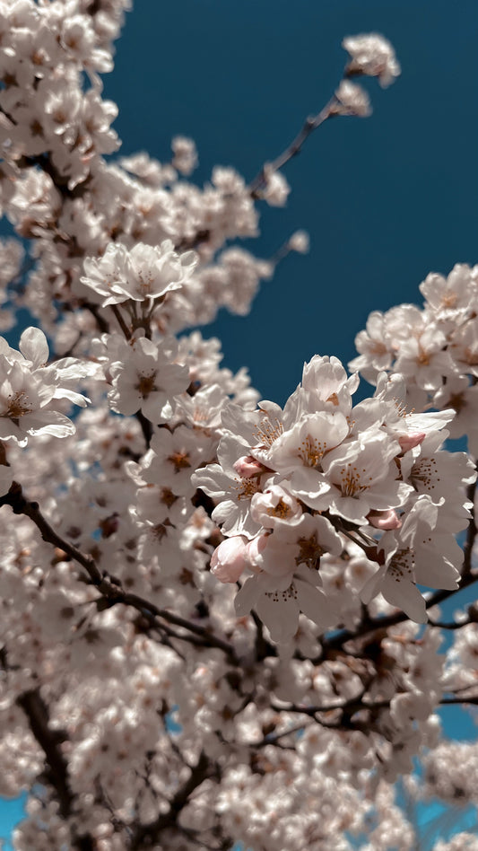 close up image of cherry blossom tree