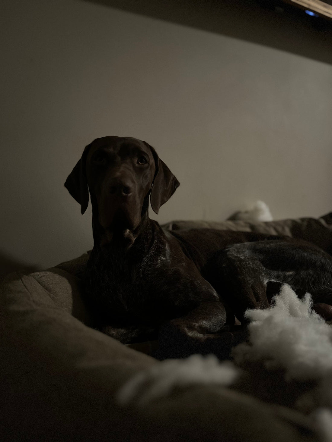 image of a dog lying on a bed with stuffing torn out from it