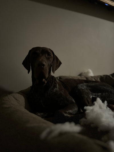 7 Signs Your Dog Needs More Breed-Specific Fulfillment
