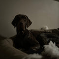 7 Signs Your Dog Needs More Breed-Specific Fulfillment