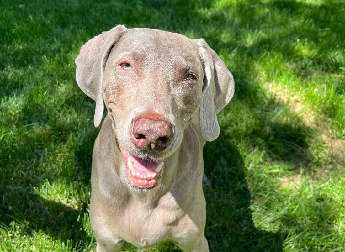 Dog Dental Care: Simple Ways to Keep Your Dog’s Teeth Healthy at Home