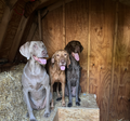 Beginner's Guide to Barn Hunt