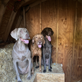 Beginner's Guide to Barn Hunt