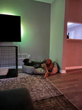 The Best Chew Proof Dog Bed for Heavy Chewers