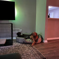 The Best Chew Proof Dog Bed for Heavy Chewers