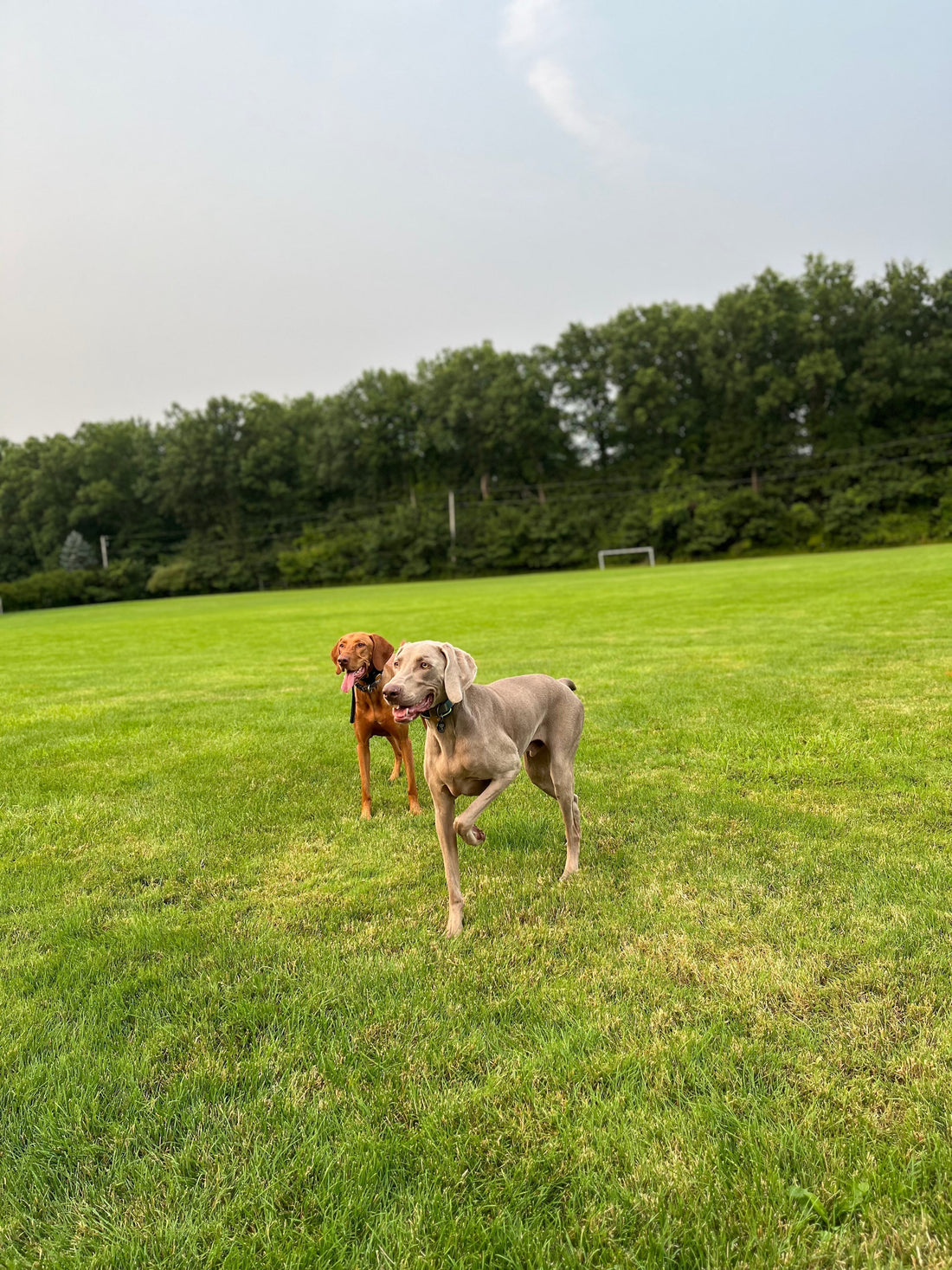 image of a Weimaraner and Vizsla playing at a park