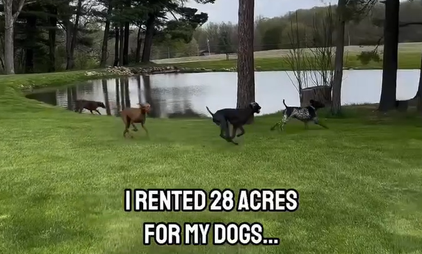 image of dogs running through grass around a pond