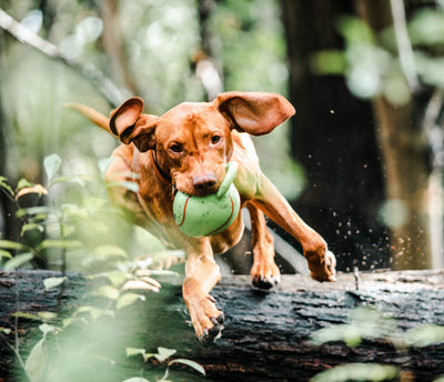 5 Enrichment Games for Dogs Who Are Obsessed With Fetch
