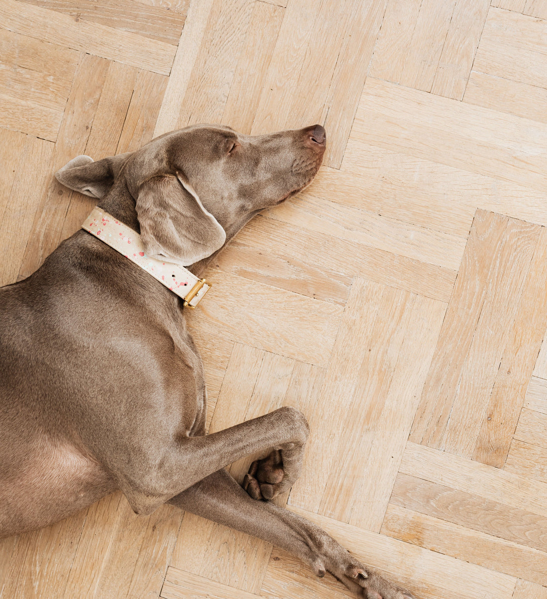 Pet Insurance: Is It Worth the Cost?