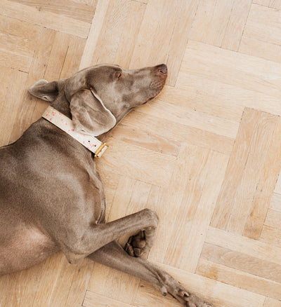 Pet Insurance: Is It Worth the Cost?