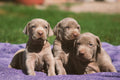 3 Things I'd Do If I Were Bringing Home a Bird Dog Puppy (Even If I Didn't Plan to Hunt)