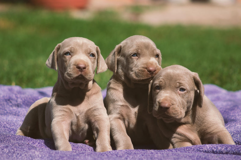 Weimaraner puppy