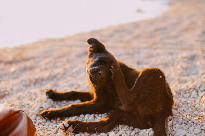 Protecting Your Dog From Fleas and Ticks