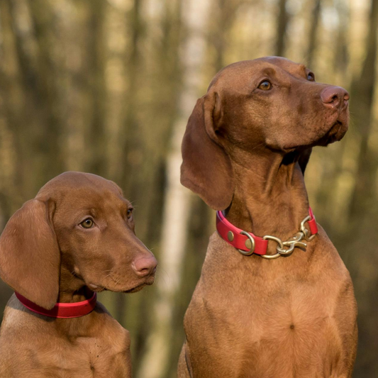 Life With Bird Dogs: Things to Know Before Getting a Vizsla