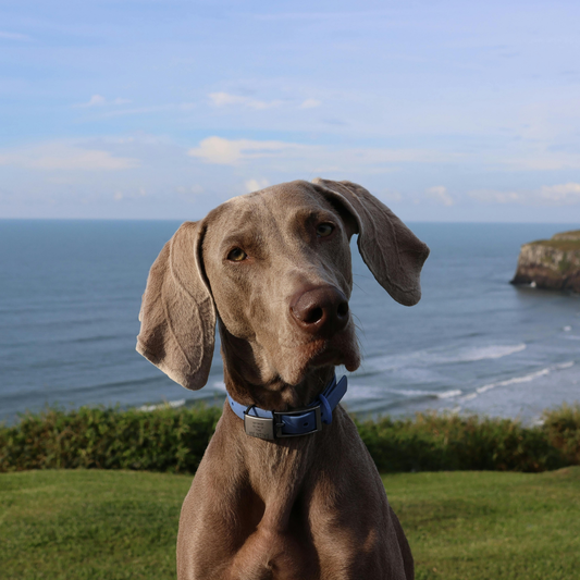 weimaraner