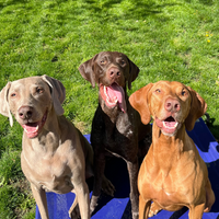 The Bird Dog Gang